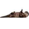 Body Positivity - Otter