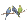 Budgerigar lover
