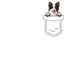 Border Collie Gift Dogs