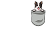 Border Collie Gift Dogs