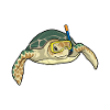 Turtle Diver Snorkel Diving
