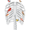 Skeleton rib cage birds