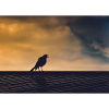 Singing Crow