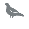 Grey Dove Shirt Gift