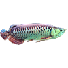 Asian Arowana Monster Fish Keeper
