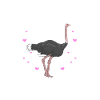 Ostrich