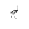 Ostrich