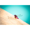 Dragon Fly