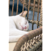 Sleeping Cat