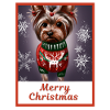 Portrait of a dog, Yorkshire terrier