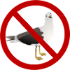 I Hate Seagulls