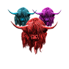 Highland Cow Breeder Scottish Cattle Hairy Cow
