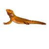 Bearded Dragon Reptile Owner