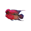 Flowerhorn Tropical Fish Keeper