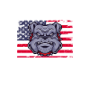 Bouledogue américain