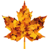 Maple leaf