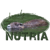Nutria Biber Biberratte Wasserratte