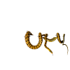 Taiwan Beauty Snake Owner