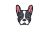 Boston Terrier
