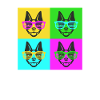 Boston Terrier