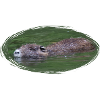 Nutria Biber Biberratte Wasserratte