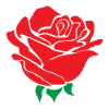 Rose flower