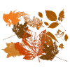 Autumn leaf