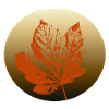 Autumn leaf gold