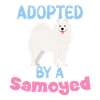 Adopted by a Samoyed