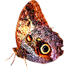 Papillon, papillon, insecte, idée cadeau