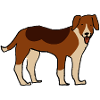 Foxhound américain