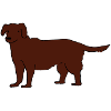 Labrador