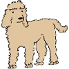 Caniche