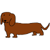 Dachshund