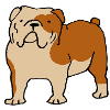 Bouledogue anglais