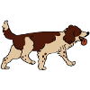 English Springer Spaniel