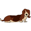 Basset Hound