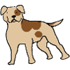 Amercian Bulldog