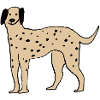 Dalmatian
