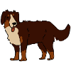 Bernese Mountain Dog