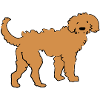 Golden Doodle