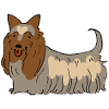 Australian Silky Terrier