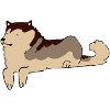 Alaskan Malamute