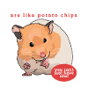 Hamster dværghamster golden hamster gave