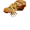 Savannah Monitor Lizard Pocket