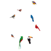 Rib cage Birds Skeleton