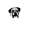 Boxer Dog