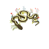 Herpetology Reptiles Herpetologist Lizards