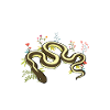 Herpetology Reptiles Herpetologist Lizards