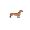 Dachshund